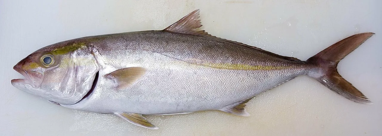 Лакедра
